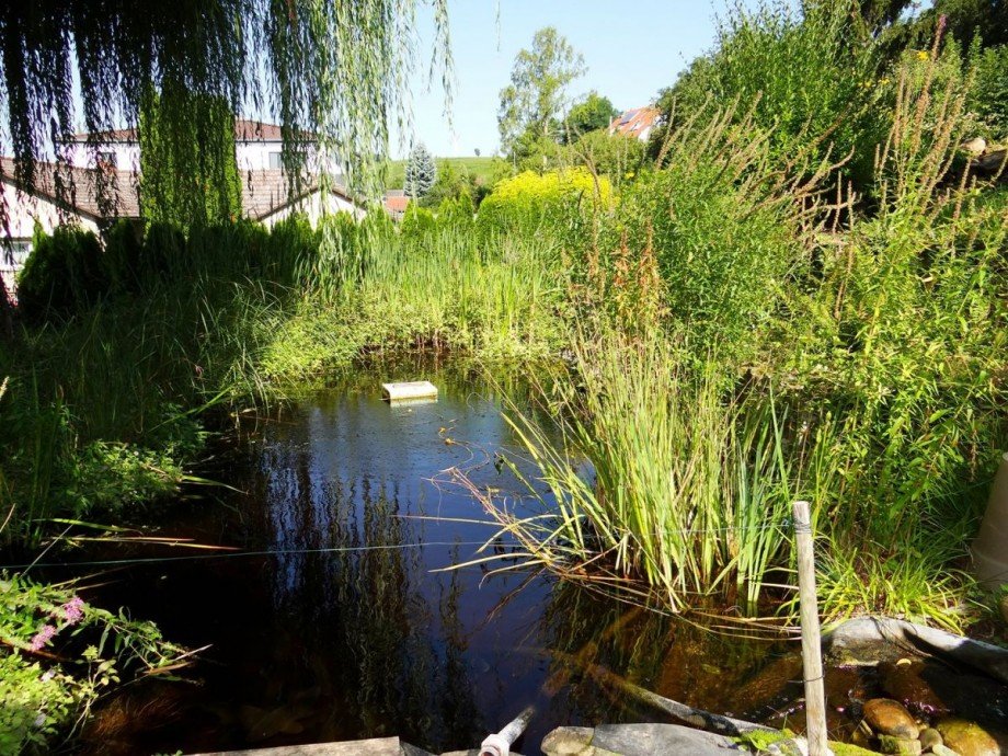 Gartenteich Haus Alzey